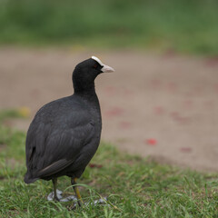 Coot bird walking on a ground with copy space