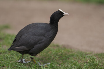 Fototapeta premium Coot bird walking on a ground with copy space