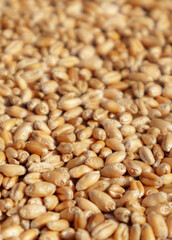 Closeup of harvest of ripe golden wheat, selected focus.