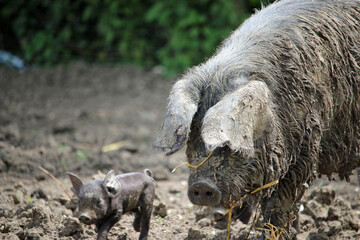 Fototapeta premium Black pig with piglet in a muddy field