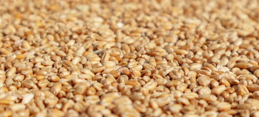 Closeup of harvest of ripe golden wheat, selected focus.