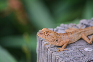 lizard on the lookout