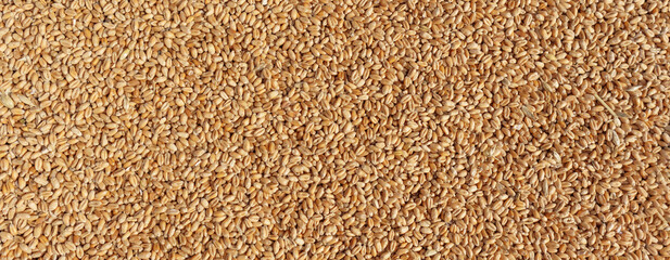 Wheat grains texture, top view. Closeup of harvest of ripe golden wheat.