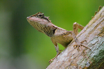 Lizard on the lookout