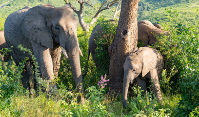Elefantenmutter mit Elefanten Baby im Naturreservat Hluhluwe Nationalpark Südafrika