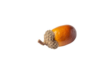 Artificial acorn isolated on white background. © Muhammad_Safuan