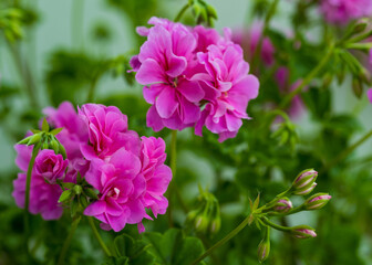 Pelargonium flower, close up. Beautiful large pink flowers