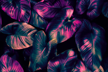 colorful of tropical leaf background