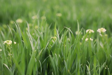 green grass in spring