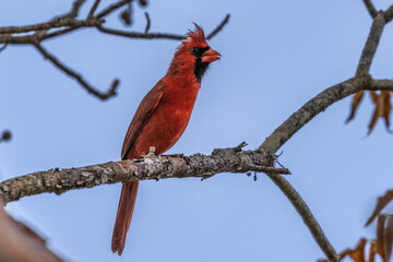 cardinal on a branch
