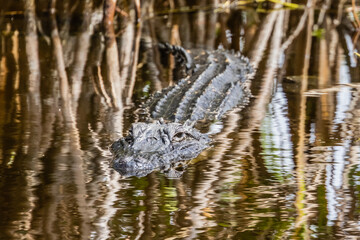 alligator in the water