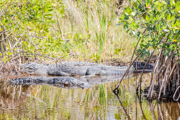 alligator in the swamp