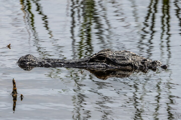alligator in the water