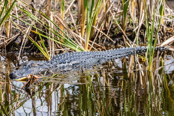 alligator in a swamp