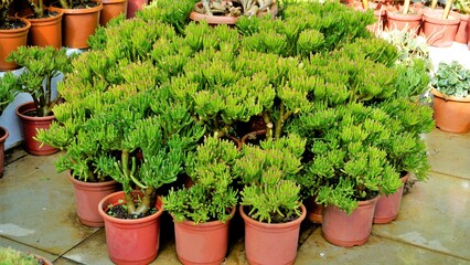 Beautiful Exotic Rare crassula ovata gollum Finger Jade Plant from a nursery Garden.