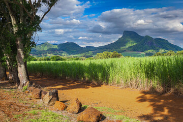Lion mountain with green sugar cane field foreground on the beautiful tropical paradise island,...