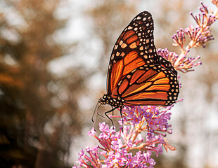 Fototapeta na wymiar monarch butterfly on a flower