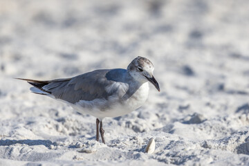 seagull on the beach