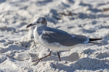 seagull on the sand