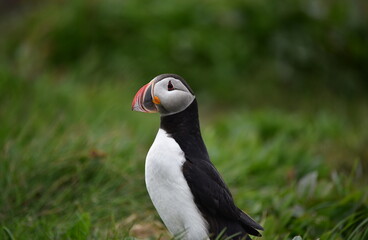 Papageientaucher in Island