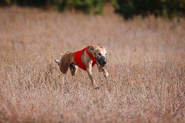 The Race of greyhound whippet. Field coursing competition