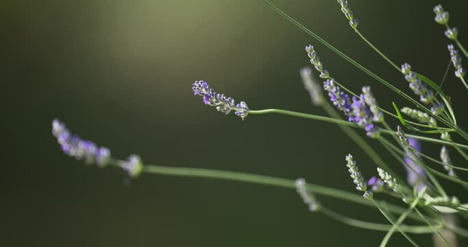 LAVANDA IN FIORE PROVENZA FRANCIA VALENSOLE