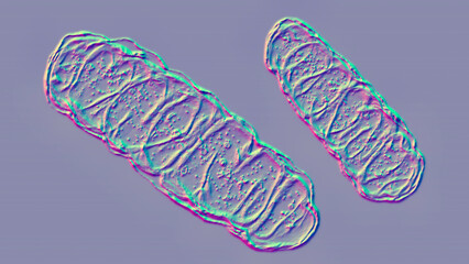 Mitochondria, a membrane-enclosed cellular organelles, which produce energy