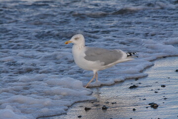 Seagull on the beach