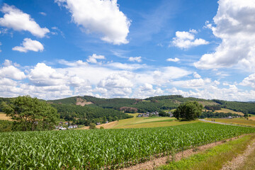 Landschaft mit Maisfeld im Sommer