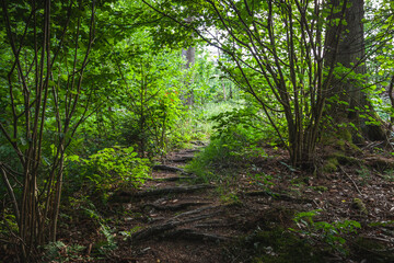 Verwurzelter Weg durch den Wald im Sommer