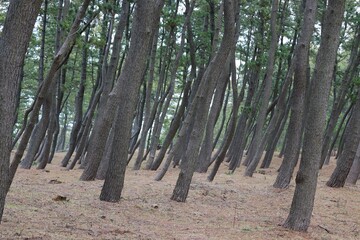 Japanese pine tree forest near the sea