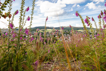 Fototapete bei efototapeten.de bestellen   
