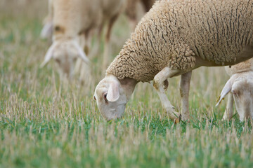 Sheep grazing - 513340490