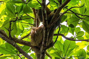 Sloth