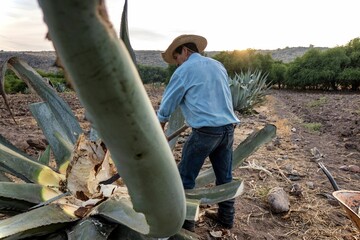 Maguey leaves green or ensiled and then chopped or cut used to feed cattle and goats during the summ