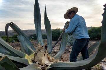 Maguey leaves green or ensiled and then chopped or cut used to feed cattle and goats during the summ