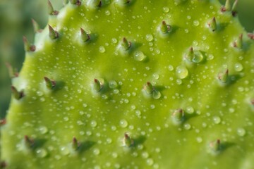 Detail of Prickly Pear cactus, Mexico