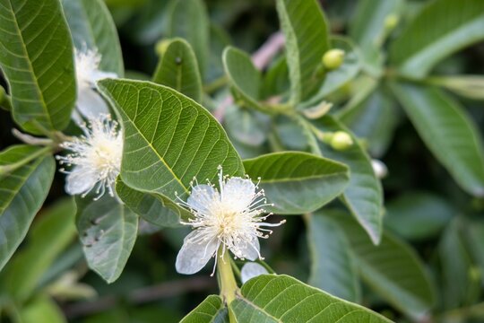 A white guava flower in full bloom, blooming guava's flower, psidium guajava white flowers, Guavas k