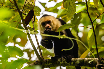 capuchin monkey