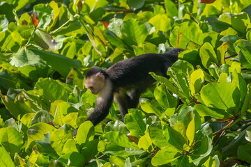 capuchin monkey