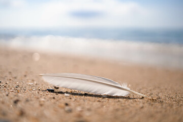 White gull feather on the beach. Summer vibes