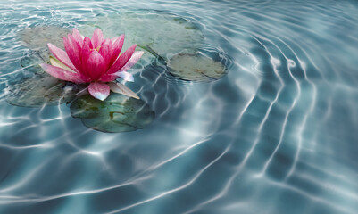 close-up of a beautiful pink water lily blossom on sunny water surface, pond with sun reflections...