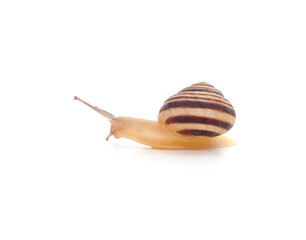 One striped snail.
