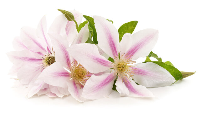 White clematis and leaves.