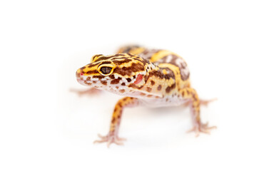 Fototapeta premium Lizard Eublefar on a white background. Exotic animal as a pet.