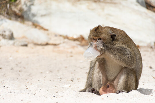 monkey drinking water from a plastic cup