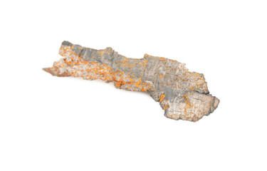 Fototapeta premium Shell fragment isolated