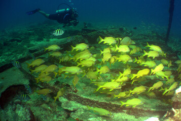diver and school of fish in the island of Aruba , caribbean sea