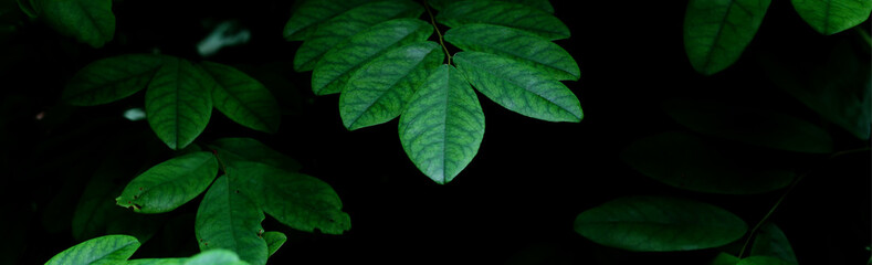 green leaf image for background