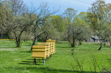 Obraz na płótnie Canvas Rows of hives between branches with cherry plum trees blossoms in springtime.